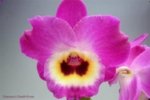 In Buds  - Dendrobium Love Charm ‘Famous’ (3.5” pot) - Image 2