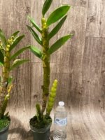 In Buds  - Dendrobium Love Charm ‘Famous’ (3.5” pot) - Image 6