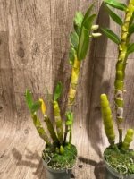 In Buds  - Dendrobium Love Charm ‘Famous’ (3.5” pot) - Image 4