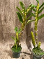 In Buds  - Dendrobium Love Charm ‘Famous’ (3.5” pot) - Image 8