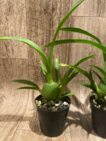 Colmanara Massai Red (3.5” pot) - Image 4