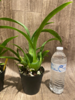 Colmanara Massai Red (3.5” pot) - Image 5