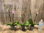 Double Spikes Phalaenopsis I-Hsin Oscar "G078" (3.5" pot) - Image 6