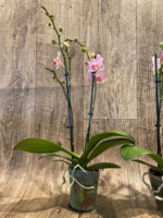 Double Spikes Phalaenopsis I-Hsin Oscar "G078" (3.5" pot) - Image 7