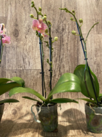 Double Spikes Phalaenopsis I-Hsin Oscar "G078" (3.5" pot) - Image 8