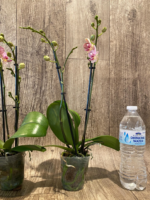 Double Spikes Phalaenopsis I-Hsin Oscar "G078" (3.5" pot) - Image 9