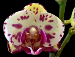 Phalaenopsis OX Orchids Farm