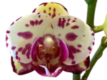Phalaenopsis OX Orchids Farm
