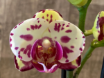 Phalaenopsis OX Orchids Farm