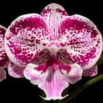 phalaenopsis pink paradise