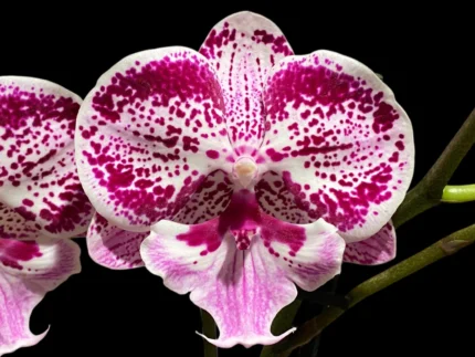 phalaenopsis pink paradise