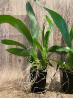 Oncidium Sharry Baby ‘Sweet Fragrance’ AM/AOS (3.5” pot) - Image 4