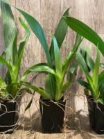 Oncidium Sharry Baby ‘Sweet Fragrance’ AM/AOS (3.5” pot) - Image 5