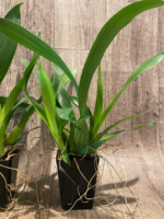 Oncidium Sharry Baby ‘Sweet Fragrance’ AM/AOS (3.5” pot) - Image 6