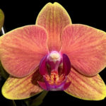 Phalaenopsis Sogo Allen