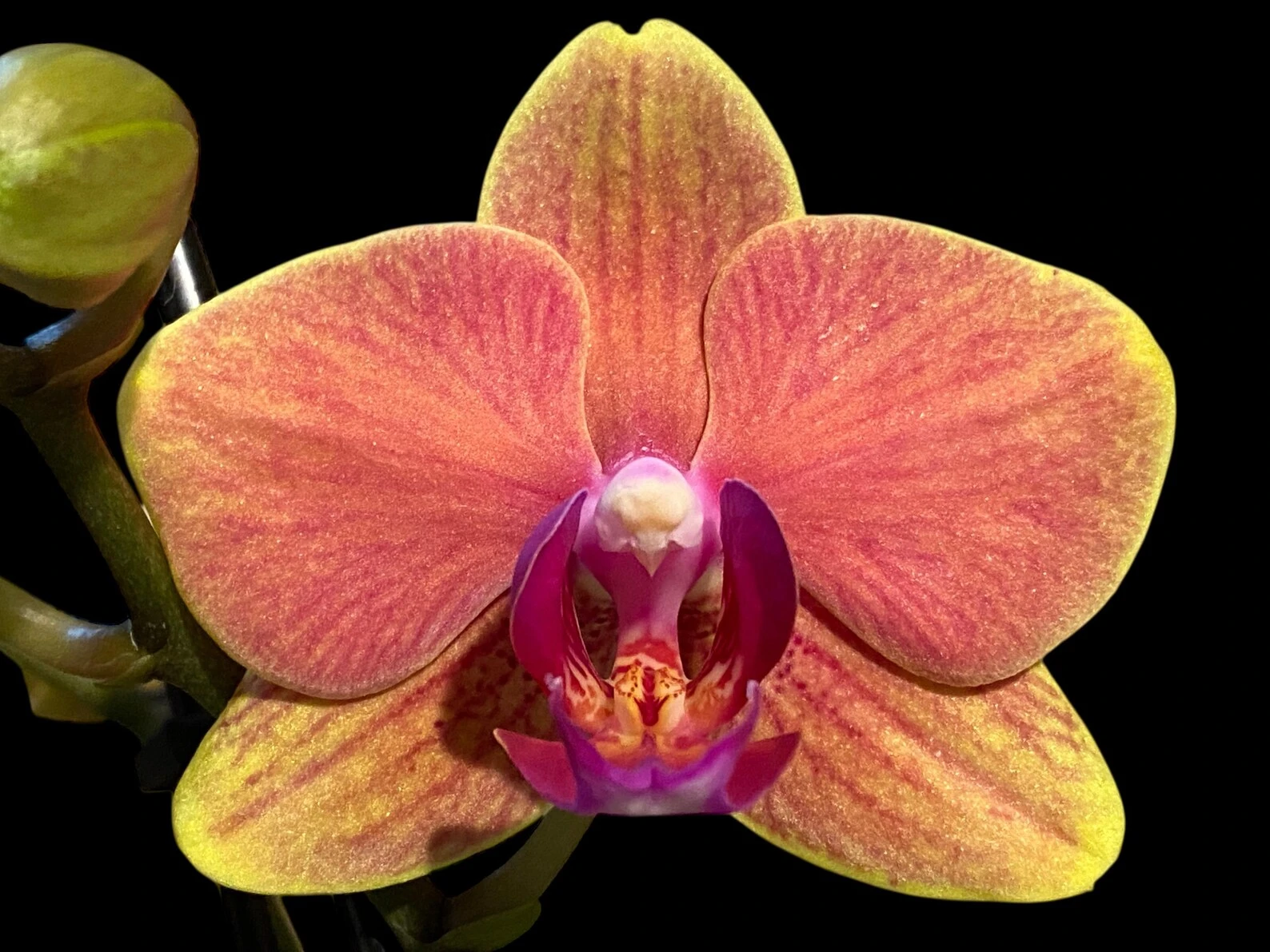 Phalaenopsis Sogo Allen Phalaenopsis Sogo Allen