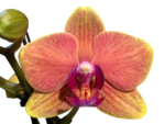Double Spikes Phalaenopsis Sogo Allen (3.5” Pot) - Image 2