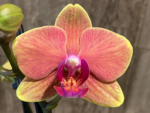 Double Spikes Phalaenopsis Sogo Allen (3.5” Pot) - Image 3