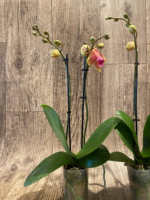 Double Spikes Phalaenopsis Sogo Allen (3.5” Pot) - Image 7