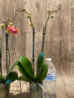 Double Spikes Phalaenopsis Sogo Allen (3.5” Pot) - Image 8