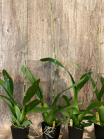 In Spike Huge Oncidium Aka Baby ‘Raspberry Chocolate’ HCC/AOS (3.5” pot) - Image 4