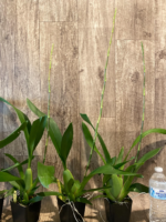 In Spike Huge Oncidium Aka Baby ‘Raspberry Chocolate’ HCC/AOS (3.5” pot) - Image 5