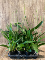 In Spike Huge Oncidium Aka Baby ‘Raspberry Chocolate’ HCC/AOS (3.5” pot) - Image 6