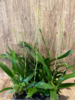 In Spike Huge Oncidium Aka Baby ‘Raspberry Chocolate’ HCC/AOS (3.5” pot) - Image 7