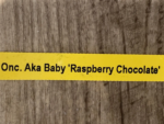 In Spike Huge Oncidium Aka Baby ‘Raspberry Chocolate’ HCC/AOS (3.5” pot) - Image 8