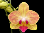 Phalaenopsis Fuller’s Gold Stripe
