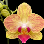 Phalaenopsis Fuller’s Gold Stripe