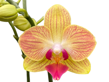 Phalaenopsis Fuller’s Gold Stripe