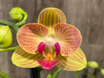 Phalaenopsis Fuller’s Gold Stripe