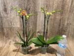 Double Spikes Phalaenopsis Fuller's Gold Stripe (3.5" pot) - Image 5