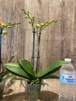 Double Spikes Phalaenopsis Fuller's Gold Stripe (3.5" pot) - Image 6