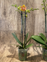 Double Spikes Phalaenopsis Fuller's Gold Stripe (3.5" pot) - Image 7