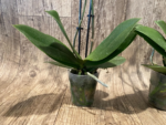 Double Spikes Phalaenopsis Fuller's Gold Stripe (3.5" pot) - Image 8