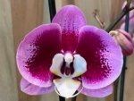 Double Spikes Phalaenopsis I-Hsin Spotted Deer x Dtps. KV Charmer (4.5” Pot)