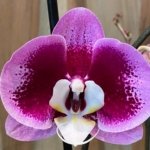 Double Spikes Phalaenopsis I-Hsin Spotted Deer x Dtps. KV Charmer (4.5” Pot)