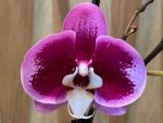 Double Spikes Phalaenopsis I-Hsin Spotted Deer x Dtps. KV Charmer (4.5” Pot) - Image 2