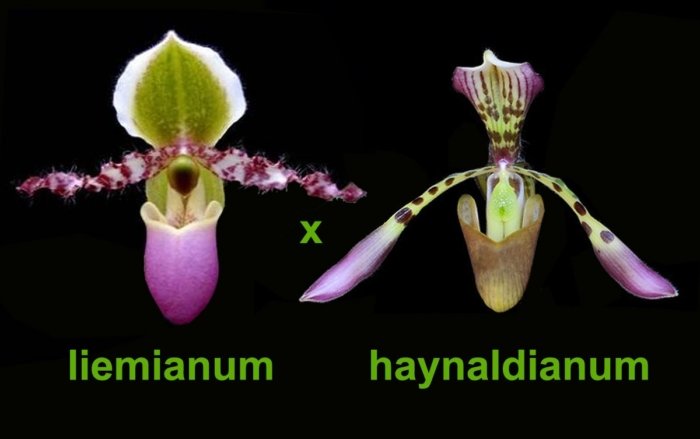 PAPH. (MULTI FLORAL) - Everything Orchids