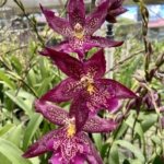 Double Spikes Beallara Marfitch ‘Howard’s Dream’ AM/AOS (3.5” Pot)