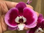 Double Spikes Phalaenopsis I-Hsin Spotted Deer x Dtps. KV Charmer (4.5” Pot) - Image 4