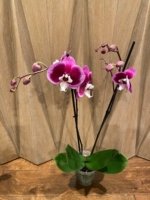 Double Spikes Phalaenopsis I-Hsin Spotted Deer x Dtps. KV Charmer (4.5” Pot) - Image 6