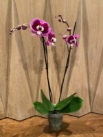 Double Spikes Phalaenopsis I-Hsin Spotted Deer x Dtps. KV Charmer (4.5” Pot) - Image 7