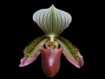 In Spike - Paph. Supersuk ‘Eureka’ AM/AOS x (Raisin Pie ‘Hsinying’) x sib (2” Pot)