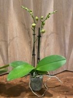 Double Spikes Phalaenopsis Twilight Star (3.5" pot) - Image 4