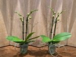 Double Spikes Phalaenopsis Twilight Star (3.5" pot) - Image 2