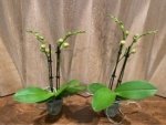 Double Spikes Phalaenopsis Twilight Star (3.5" pot) - Image 3