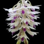 In Spikes/ Buds Dendrobium amethystoglossum x sib 4-5 Canes (2” pot)